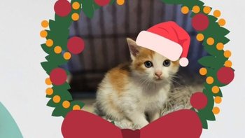 Zbiórka Paczka dla bezdomniaczka 3 - miniaturka zdjęcia