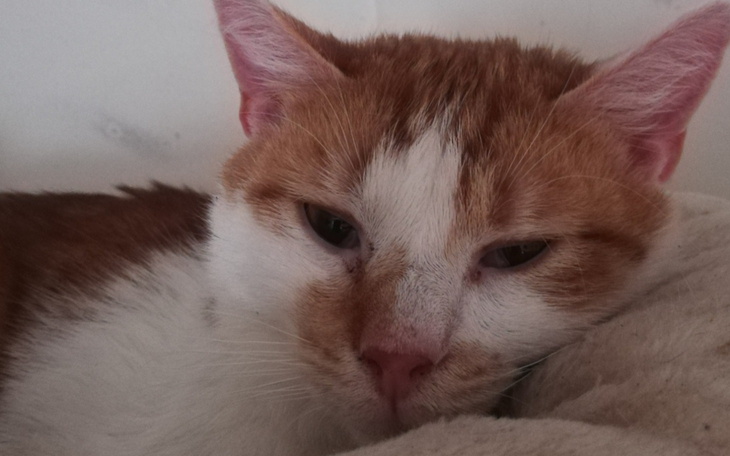 Kot odpoczywający na poduszce, z zamkniętymi oczami.