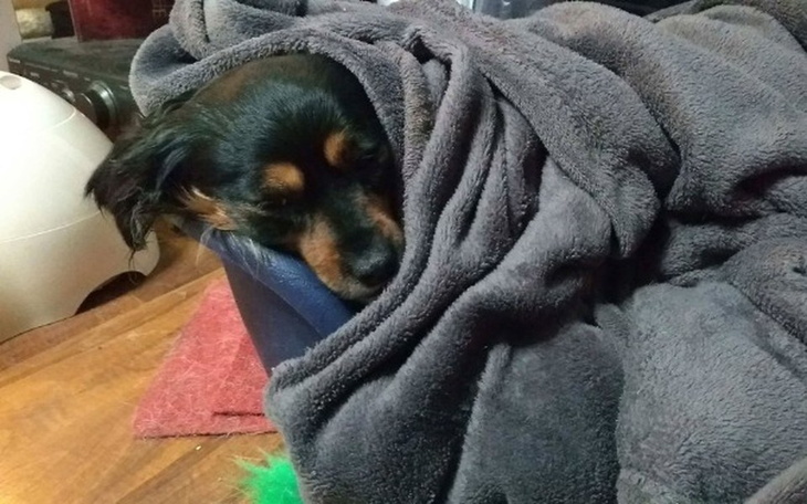 Zbiórka Pilna pomoc dla Mimi - zdjęcie główne