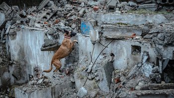 Zbiórka Uratujmy stawy Nili- pies ratowniczy - miniaturka zdjęcia
