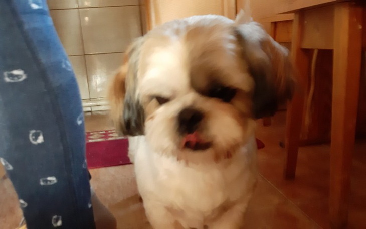 Zbiórka Na operacie psa - zdjęcie główne