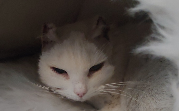 Biały kot w kłębie futra, wygląda na zrelaksowanego.