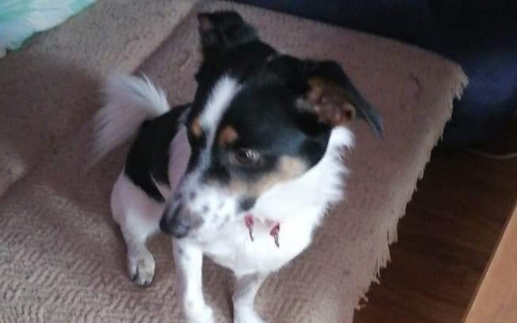 Zbiórka Dla zwierząt bezdomnych - zdjęcie główne