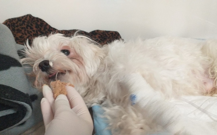 Zbiórka Cody - chce znów stanąć na łapki - zdjęcie główne