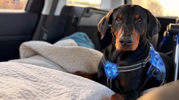 Zbiórka Wózek dla Aresa - miniaturka zdjęcia