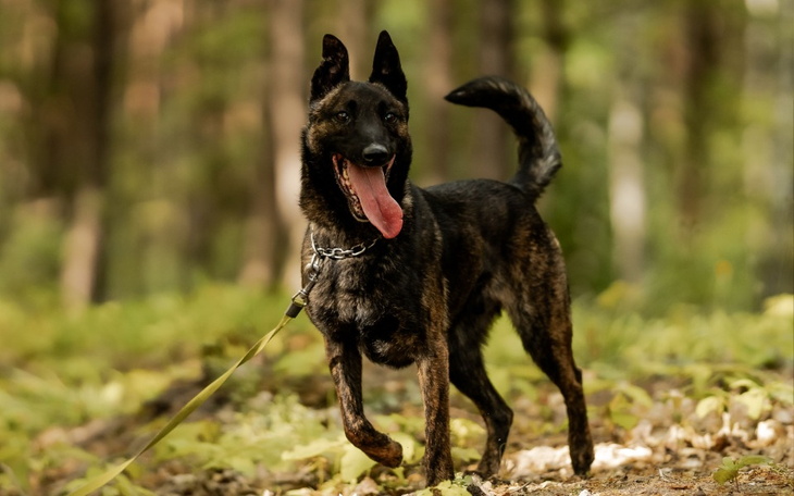 Zbiórka Pomóż w utrzymaniu Nero - zdjęcie główne