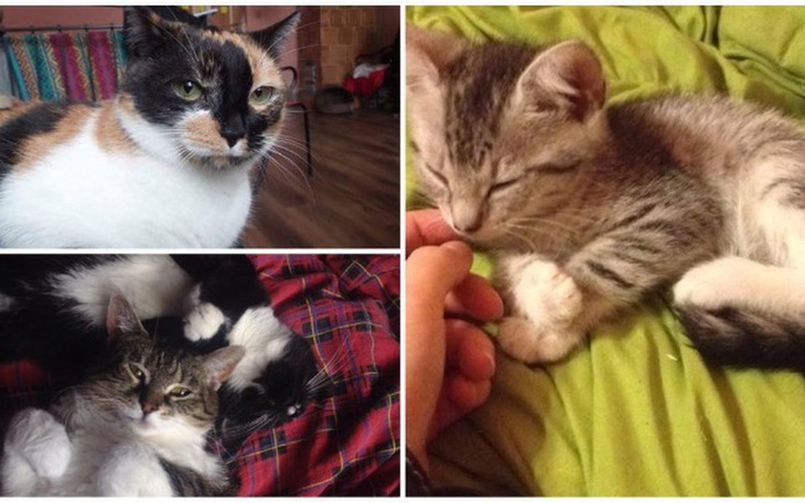 Zbiórka Leczenie kociej rodziny - zdjęcie główne