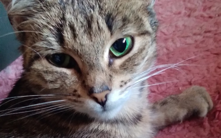 Kot o zielonych oczach leżący na dywanie.