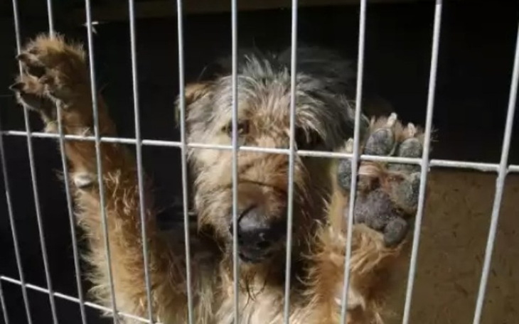 Zbiórka Chce pomuc schronisku dla psów - zdjęcie główne