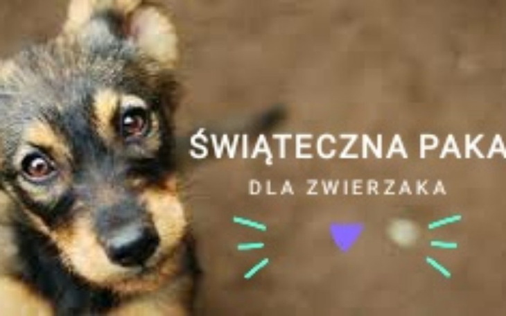 Zbiórka Świąteczna paka dla zwierzaka. - zdjęcie główne