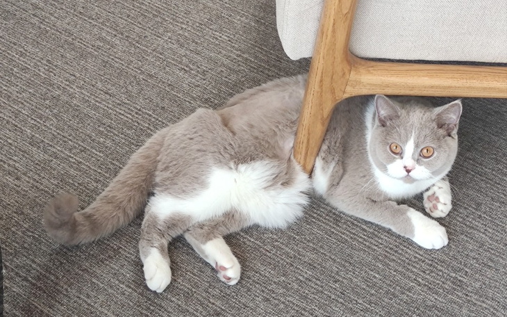 Zbiórka Ratujmy Waltera - zdjęcie główne