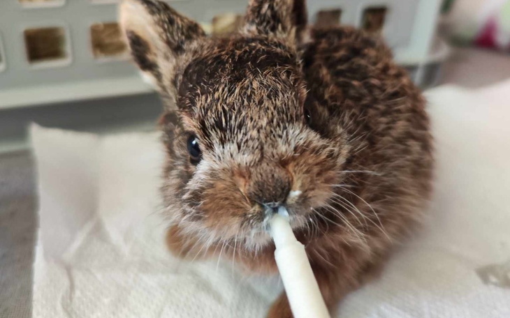 Zbiórka Ratujemy dzikie maluchy - zdjęcie główne