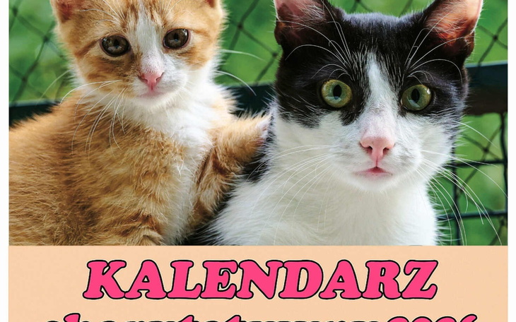 Dwa koty na tle zielonego ogrodzenia, przytulone do siebie.