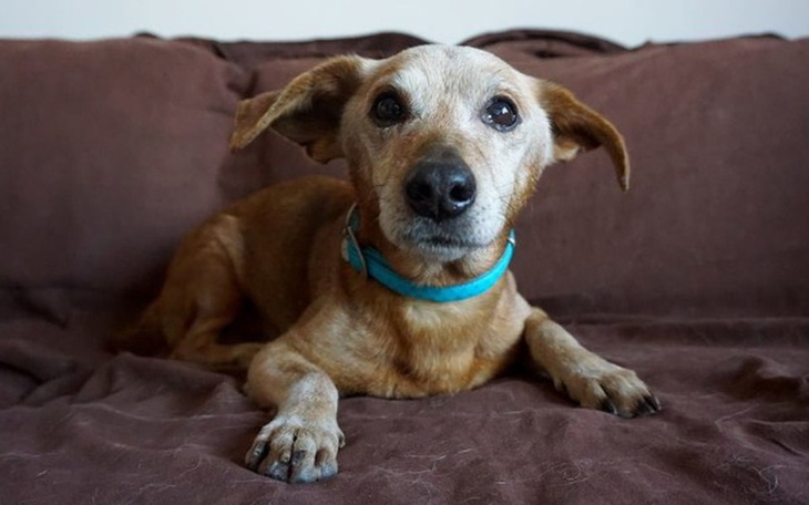 Zbiórka Mokra karma i ubranie dla Leosia - zdjęcie główne