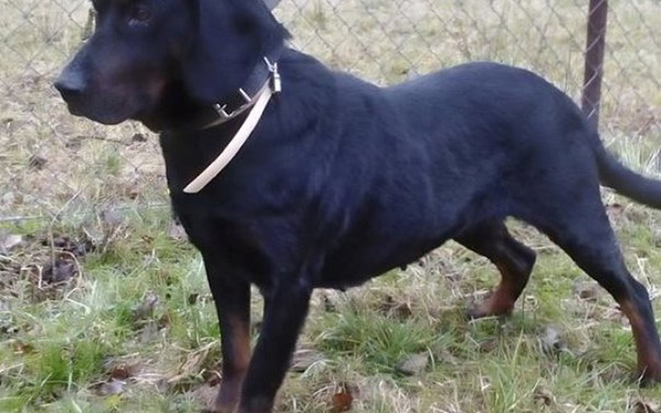 Zbiórka Psie sieroty potrzebują sterylki - zdjęcie główne