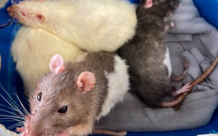 Zbiórka Dla staruszków z dt Ogoniaste - zdjęcie główne