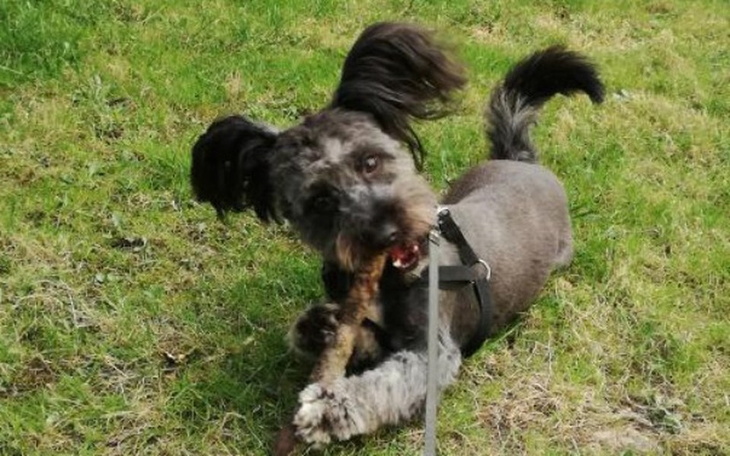 Zbiórka Dom tymczasowy zwierząt - zdjęcie główne