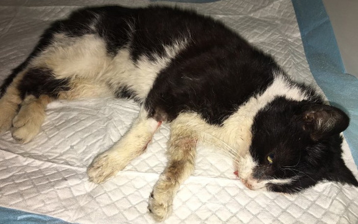 Zbiórka Nieme wołanie Krokusa - zdjęcie główne