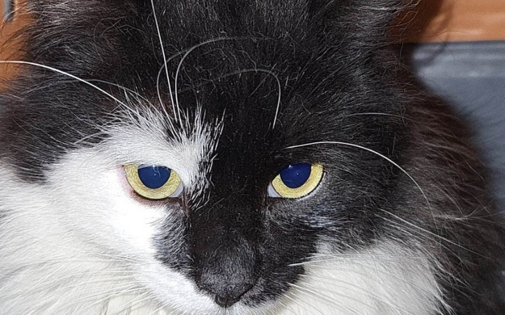 Zbiórka Ratunek kotów z Ukrainy 2023 - zdjęcie główne