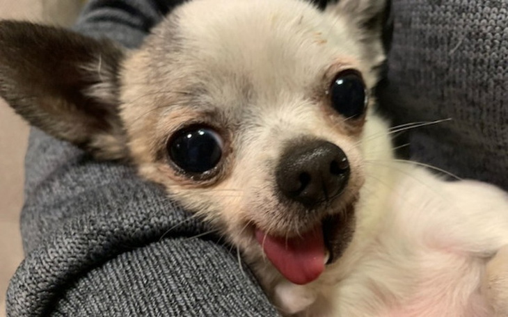 Zbiórka Staruszka Saszka prosi o grosik - zdjęcie główne