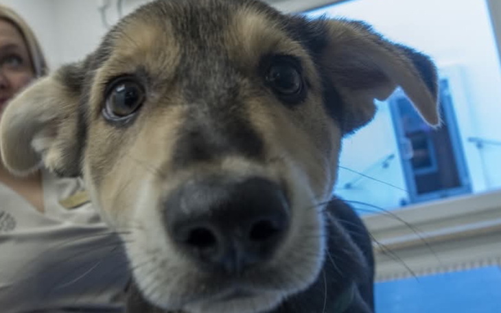 Szczeniak z dużymi oczami, przytulony do opiekuna.