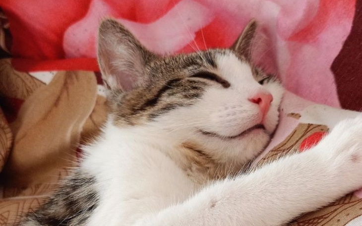 Zbiórka Nowe łóżkojedzonko dla kotkow - zdjęcie główne