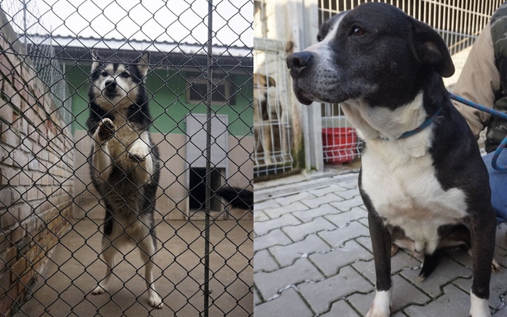 Zbiórka Mogą opuścić schronisko.Uda się - zdjęcie główne