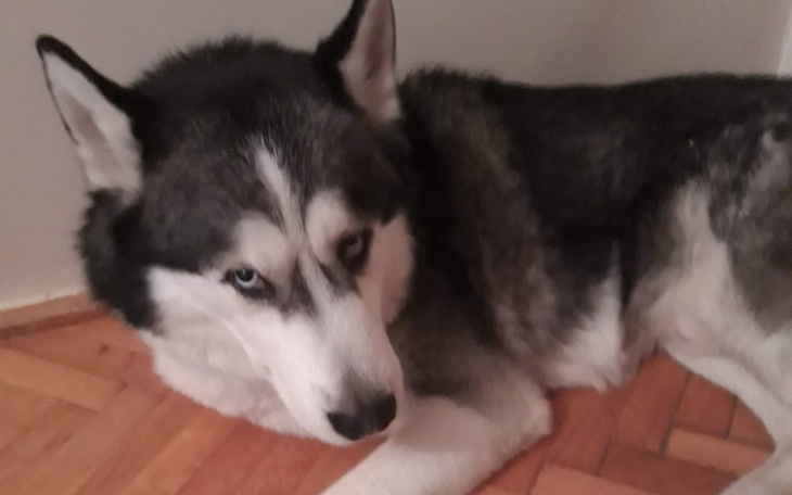 Zbiórka Ratujmy Pakito i chore zwierzęta - zdjęcie główne