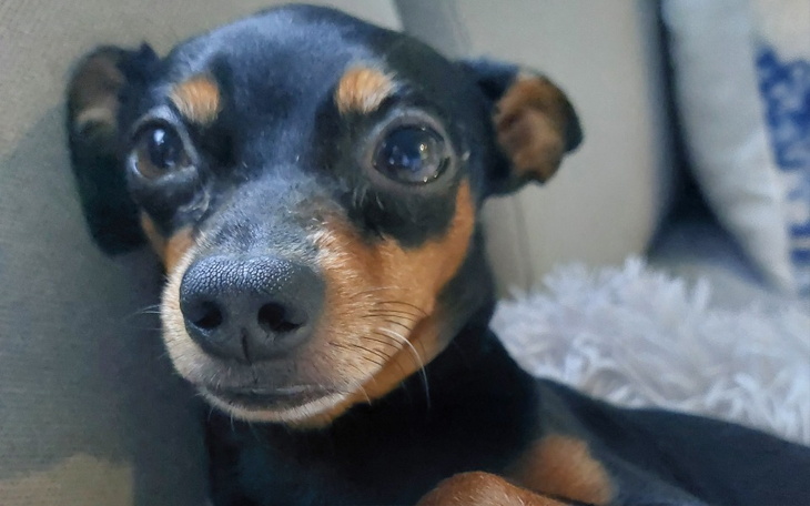 Mały czarny pies z brązowymi łatami, leżący na kanapie.