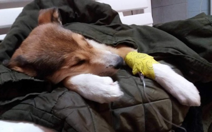 Zbiórka Rudzik zwany Rudolfem <3 - zdjęcie główne