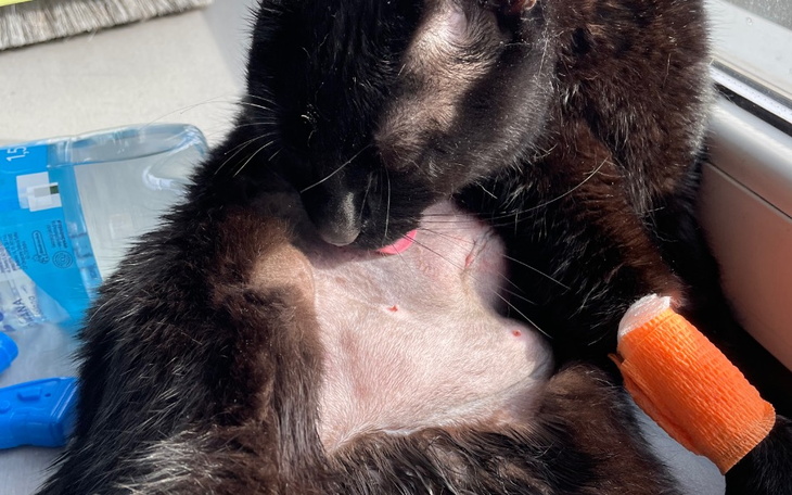 Zbiórka Na operację i leczenie Czarnucha - zdjęcie główne