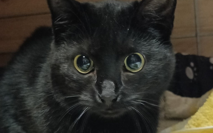 Czarny kot z dużymi oczami, patrzący intensywnie w obiektyw.