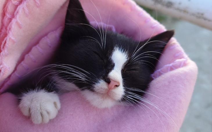 Zbiórka Prowadzenie domu tymczasowego - zdjęcie główne