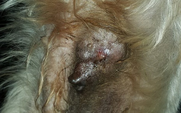 Zbiórka Ropiejący guz maleńkiej Toli - zdjęcie główne