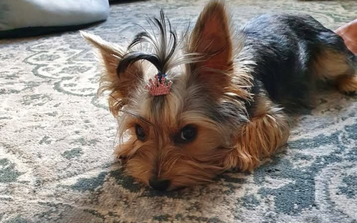 Pies w koronie leży na dywanie, wygląda na zrelaksowanego.