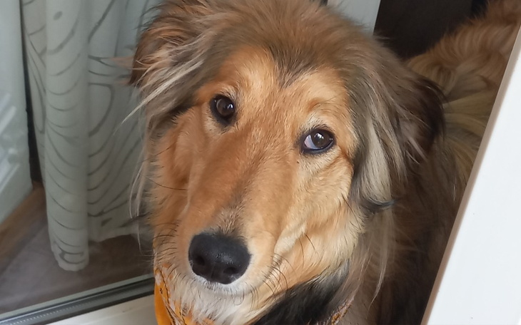 Zbiórka Potrzebna Pomoc dla Miski - zdjęcie główne