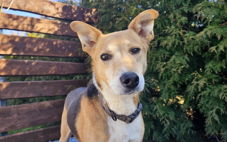 Pies o brązowym futrze, patrzący w obiektyw.