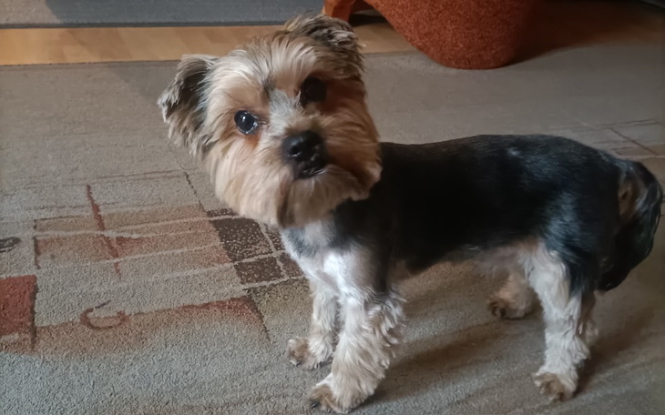 Zbiórka Zabieg usunięcia jąder. - zdjęcie główne