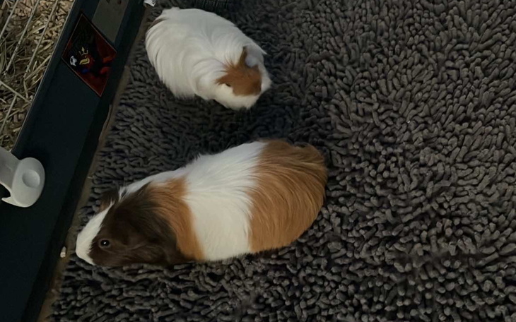 Dwie świnki morskie na miękkim dywaniku.