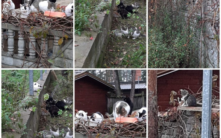 Zbiórka Zbiorka na kastrację bezdomniako - zdjęcie główne