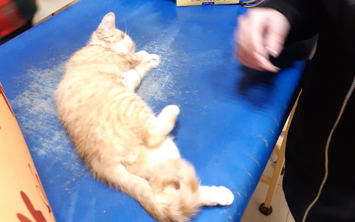 Zbiórka Pomoc wolno żyjącym kotom - zdjęcie główne