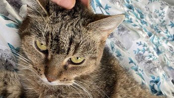 Zbiórka Karma dla bezdomniaków - miniaturka zdjęcia