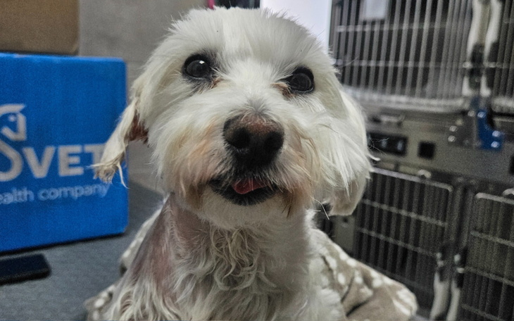 Biały pies patrzący w obiektyw.