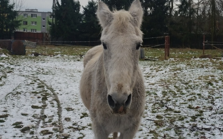 Biały koń na tle zielonej trawy i drzew.