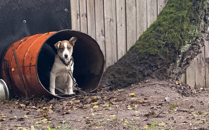 Pies siedzący w beczce na podwórku.