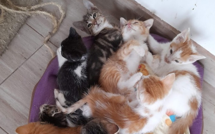 Zbiórka Koci szpital - zdjęcie główne