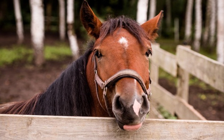 Zbiórka Pasza dla Gromci - zdjęcie główne
