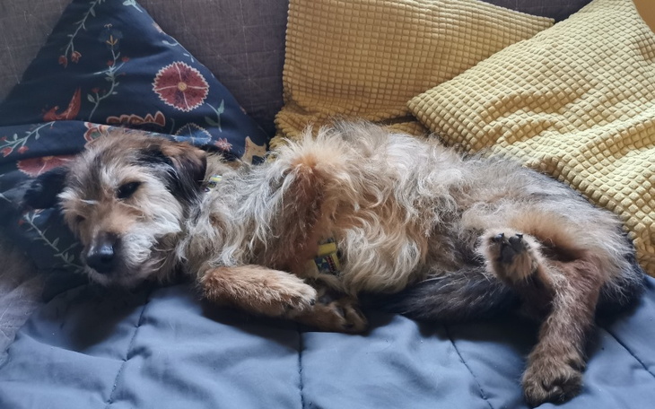 Zbiórka Walczymy o życie Ody - zdjęcie główne