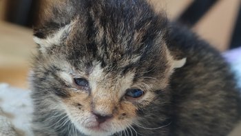 Zbiórka Cisza zabija szybciej niż głód - miniaturka zdjęcia