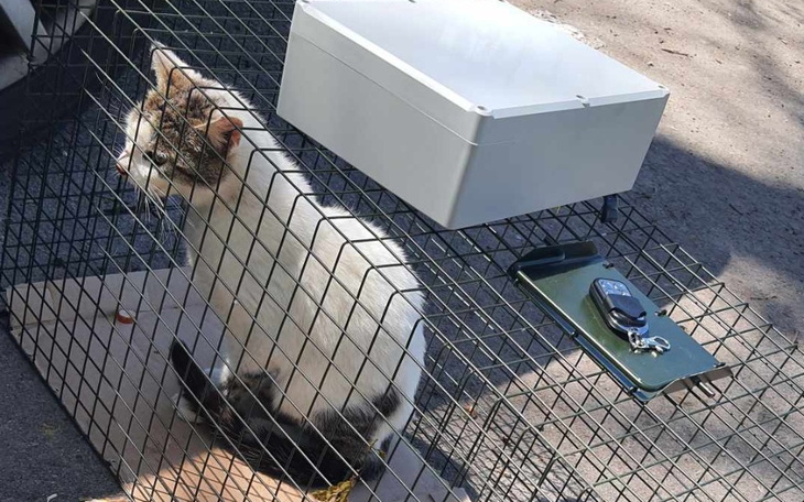 Zbiórka Hajs na Kiełbasę - zdjęcie główne